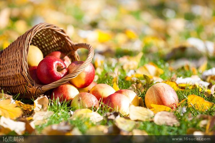  高清图片 食品果蔬图片 关键词:篮子草地落叶红苹果秋季水果成熟