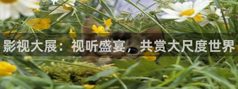 uu午夜影院：影视大展：视听盛宴，共赏大尺度世界